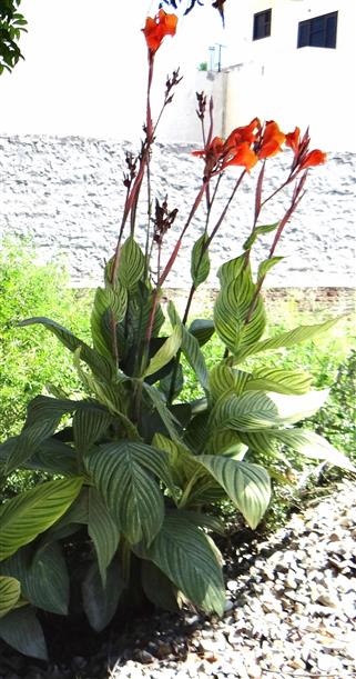 Canna indica